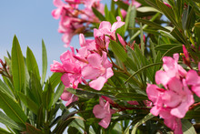 Oleander Bush With Pink Flowers Against The Blue Sky