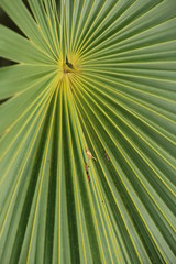 Wall Mural - a close up of a palm frond