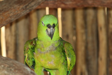 Wall Mural - a green parrot