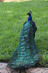 Poster - a large male Indian peafowl