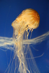 Wall Mural - a yellow sea nettle