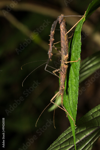 Photo Hong Kong spiny stick insect mating on green leaf