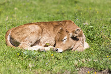Small Cute Calf Sleeping On The Green Meadow. Newborn Baby Cow.