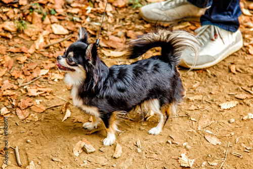 Long Haired Chihuahua Out For A Walk Yoyogi Park Japan Buy