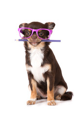 Wall Mural - brown chihuahua puppy in glasses holding a pencil