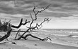 Dead trees on the beach in Latvia
