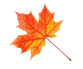 Wall Mural - the yellow-red maple leaf