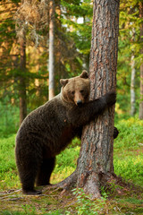brown bear leaning against a tree