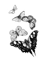 Set  Black White Butterflies Of A Tattoo