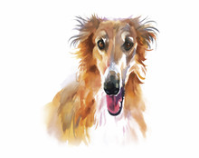 Collie Animal Dog Watercolor Illustration Vector