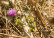 Canada Thistle Flower Noxious Weed Rural America