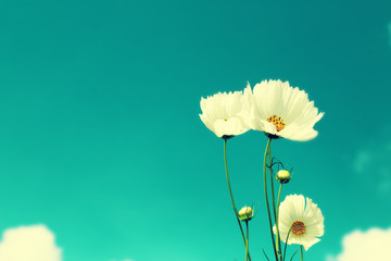Wall Mural - Retro cosmos flower fields background.