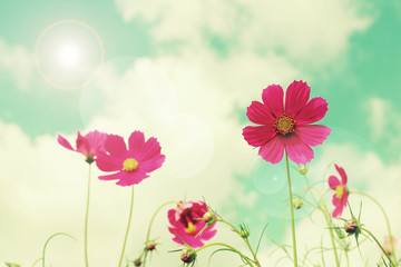 Wall Mural - Retro cosmos flower fields background.