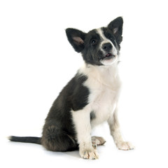 Wall Mural - puppy border collie