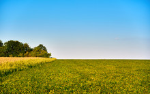 Green And Yellow Farm Field Over Blue Sky