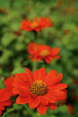 Orange color flower name Mexican sunflower on day time in the ga