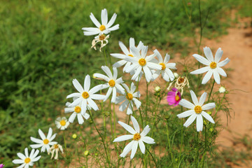 Wall Mural - Group of white cosmos in sunlight.