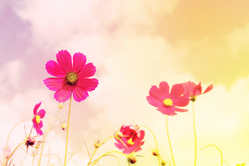 Wall Mural - Retro cosmos flower fields background.