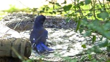 Western Bluebird Washing In A Bird Bath In Oak View, California.