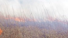Close Up Of A Prescribed Grass Burn On A Powerline Corridor Through Moody Forest Natural Area Managed By The Nature Conservancy Near Baxley, Georgia.