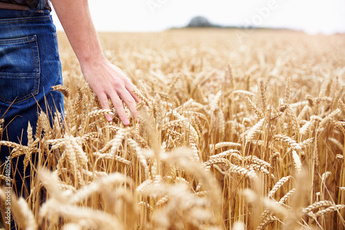 Fotografie, Obraz Farmer Walking Through Field Checking Wheat Crop
