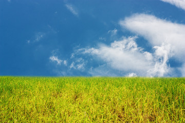 Rice field with blue sky and white cloud background