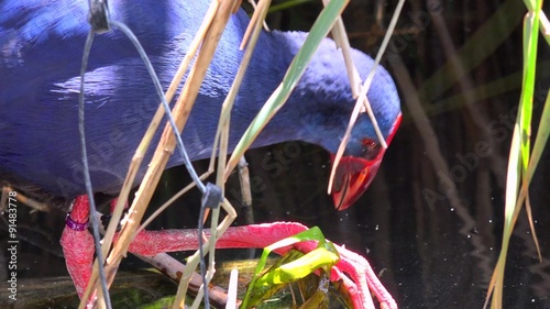 A Purple Swamp Hen Forages For Food In A Wetlands Area A Purple Swamp Hen Forages For Food In A Wetlands Area