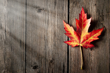 Wall Mural - Autumn maple leaf over wooden background