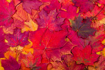 Wall Mural - autumn maple leaves background