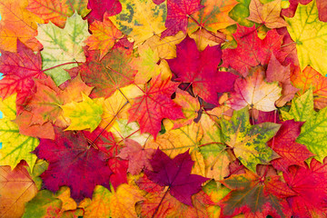 Wall Mural - autumn maple leaves background