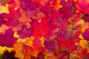 Wall Mural - autumn maple leaves background