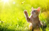 Fototapeta Koty - art Young cat / kitten hunting a butterfly with Back Lit