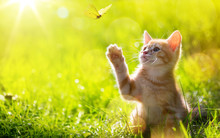 Art Young Cat / Kitten Hunting A Butterfly With Back Lit