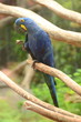 Piękna niebieska papuga w Loro Park na Teneryfie