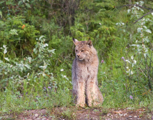 Wall Mural - Canadian Lynx at the edge of the woods