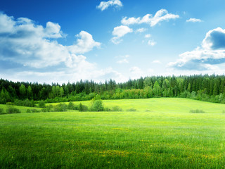 field of grass and perfect sky