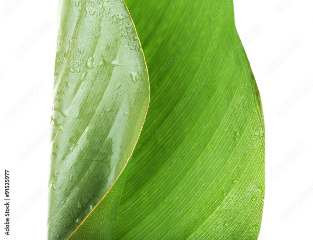 Fresh green leaf with drops on white background