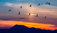Migratory Birds Flying At Sunset