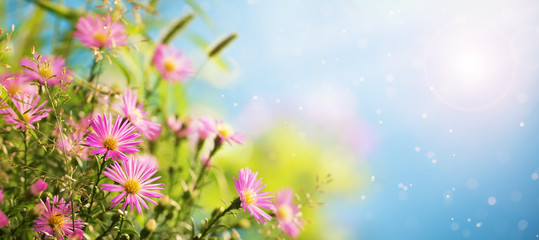 Canvas Print - Closeup of pink flowers