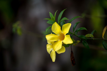 yellow flower