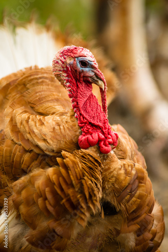 Fotografia, Obraz Close Portrait Game Bird Wild Animal Bird Turkey