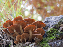 Armillaria Tabescens. Ringless Honey Fungus