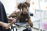 Fototapeta  - Beautiful doberman puppy lying on a veterinary table and gets an infusion. Vet holding infusion line attached to dog's leg. Short DOF and selective focus on veterinarian hand 