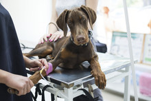 Beautiful Doberman Puppy Lying On A Veterinary Table And Gets An Infusion. Vet Holding Infusion Line Attached To Dog's Leg. Short DOF And Selective Focus On Veterinarian Hand 