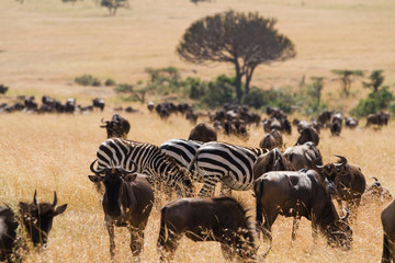 Canvas Print - masai mara overview in kenya