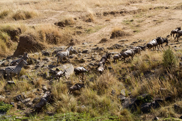 Canvas Print - mara river crossing during the migration season