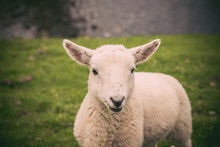 Lamb In Neist Point Fields, Isle Of Skye, Scotland