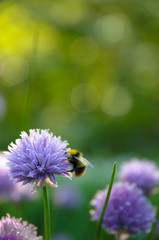 Wall Mural - Chives with bumblebee