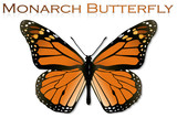 Fototapeta  - Monarch Butterfly