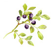 Blueberry branch with leaves and berries. Watercolor